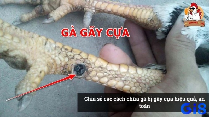 Khám phá cách chữa gà bị gãy cựa trong bài viết dưới đây nhé!