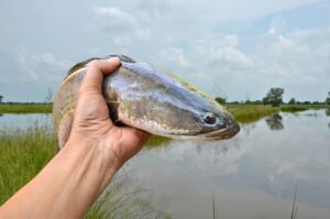 Chiêm bao thấy bắt cá lóc đánh con số nào chuẩn nhất?