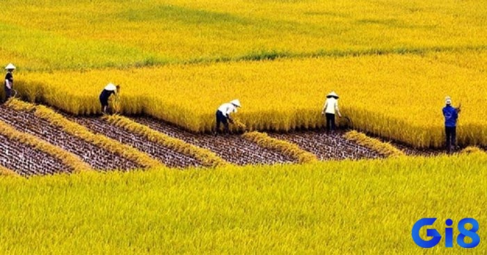 Giấc mơ thấy mình đi giữa cánh đồng lúa chín vàng biểu thị một giai đoạn cuộc sống viên mãn, hài hòa